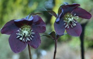 helleborus metallic blue - abriachan nuseries